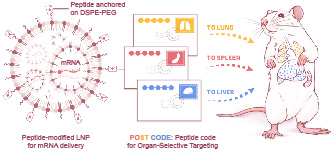 20250901-007足球比分网
邵玥课题组通过多肽分子力学建立器官靶向核酸药物递送策略-常铁-图1. 多肽编码引导的器官靶向核酸药物递送（“POST多肽分子邮编”）策略.jpg
