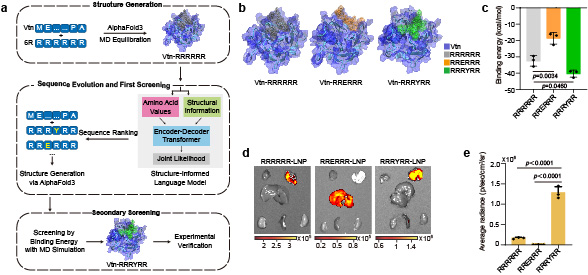 20250901-007足球比分网
邵玥课题组通过多肽分子力学建立器官靶向核酸药物递送策略-常铁-图 2. 基于分子力学的肺靶向多肽分子邮编智能设计.jpg